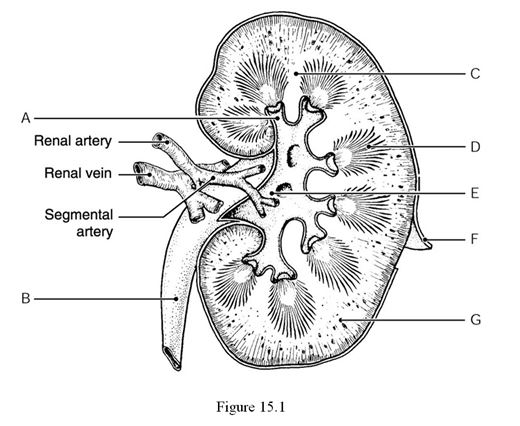    Using Figure 15.1, identify the following: -The renal cortex is indicated by ________. A)  Label F B)  Label G C)  Label D D)  Label E E)  Label A