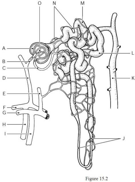 <strong> Using Figure 15.2, identify the following: The nephron loop, or loop of Henle, is indicated by ________.</strong> A) Label I B) Label J C) Label K D) Label M E) Label O