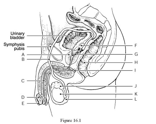 <strong> Using Figure 16.1, identify the following: The prostate gland is indicated by ________.</strong> A) Label E B) Label D C) Label A D) Label B E) Label G