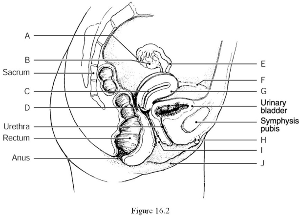<strong> Using Figure 16.2, identify the following: The vaginal orifice is indicated by ________.</strong> A) Label I B) Label J C) Label G D) Label F E) Label D