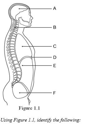   -Label F points to the ________ cavity. A)  thoracic B)  pelvic C)  cranial D)  abdominal