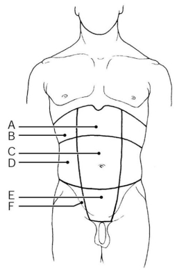  -Which region is associated with the lower ribs? A)  Label A B)  Label B C)  Label C D)  Label D E)  Label E F)  Label F