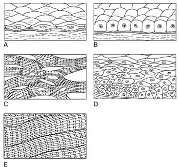   Using Figure 3.1, match the following: -The illustration of skeletal muscle tissue is ________. A)  Label A B)  Label B C)  Label C D)  Label D E)  Label E