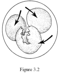   The cell shown in Figure 3.2 has been placed into a(n)  ________ solution. A)  hypertonic B)  hypotonic C)  isotonic D)  equilibrium