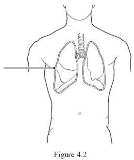 The membrane shown in Figure 4.2 is a ________. A) cutaneous membrane B) synovial membrane C) pericardium, a serous membrane D) mucous membrane E) pleura, a serous membrane