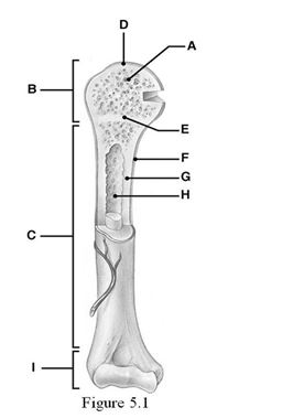 Using Figure 5.1, identify the following:    -The area that serves as a storage area for fat in adults is indicated by ________. A)  Label H B)  Label F C)  Label A D)  Label G E)  Label B