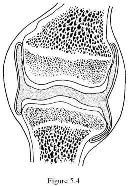   The type of joint shown in Figure 5.4 is ________. A)  a suture B)  a fibrous joint C)  an amphiarthrotic joint D)  a cartilaginous joint E)  a synovial joint