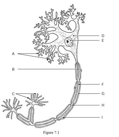    Using Figure 7.1, identify the following: -The axon terminals are indicated by ________. A)  Label I B)  Label G C)  Label B D)  Label A E)  Label C