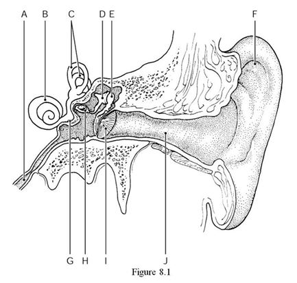    Using Figure 8.1, identify the following: -The pharyngotympanic (auditory)  tube is indicated by ________. A)  Label J B)  Label A C)  Label I D)  Label F E)  Label D