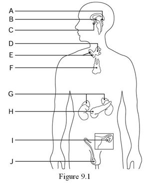   Using Figure 9.1, identify the following: -The pancreas is indicated by ________. A)  Label H B)  Label E C)  Label I D)  Label A E)  Label B