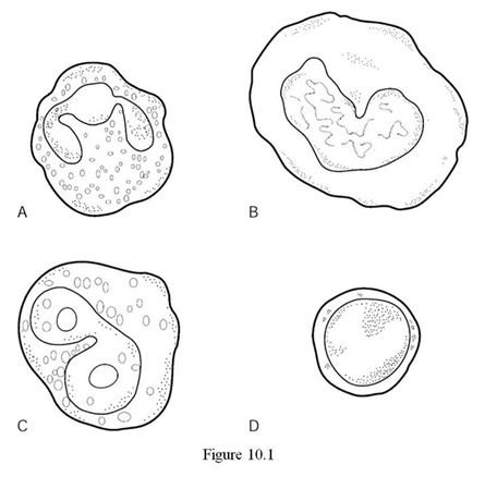   Using Figure 10.1, identify the following: -The lymphocyte is indicated by ________. A)  Label A B)  Label B C)  Label C D)  Label D