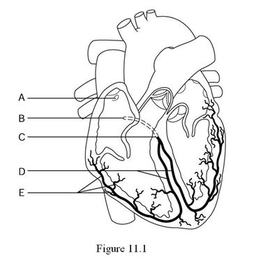    Using Figure 11.1, identify the following: -The bundle branches are indicated by ________. A)  Label A B)  Label B C)  Label C D)  Label D E)  Label E