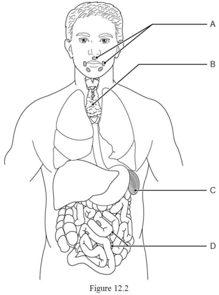    Using Figure 12.2, identify the following: -The tonsils are indicated by ________. A)  Label A B)  Label B C)  Label C D)  Label D
