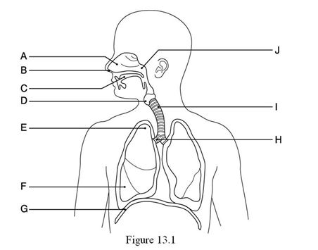    Using Figure 13.1, identify the following: -The apex of the right lung is indicated by ________. A)  Label E B)  Label F C)  Label H D)  Label G E)  Label J