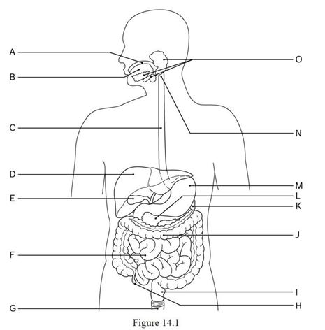    Using Figure 14.1, identify the following: -The small intestine is indicated by ________. A)  Label H B)  Label J C)  Label D D)  Label F E)  Label G