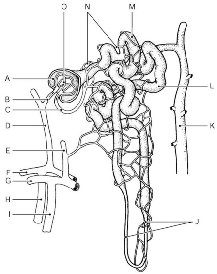    Figure 15.2 Using Figure 15.2, identify the following: -The peritubular capillaries are indicated by ________. A)  Label N B)  Label M C)  Label O D)  Label L E)  Label K