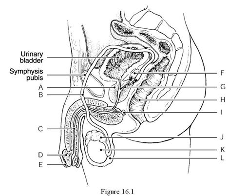    Using Figure 16.1, identify the following: -The prostate gland is indicated by ________. A)  Label E B)  Label D C)  Label A D)  Label B E)  Label G