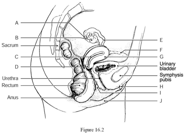    Using Figure 16.2, identify the following: -The myometrium of the uterus is indicated by ________. A)  Label C B)  Label I C)  Label H D)  Label G E)  Label F