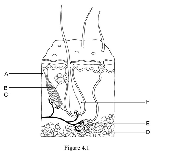 Using Figure 4.1, Identify the Following | Biology+