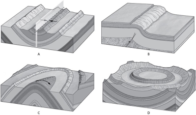 Which of the following shows a plunging fold?   A) A B) B C) C D) D