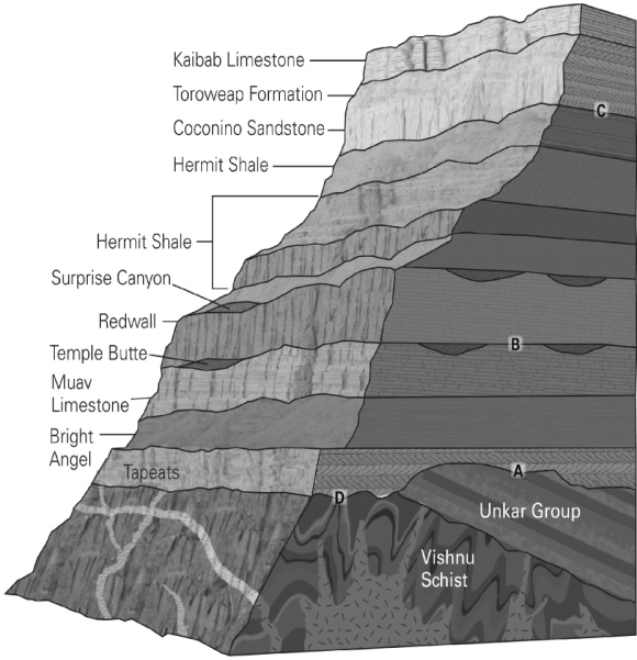In the following image of the Grand Canyon, identify the angular unconformity.   A) A B) B C) C D) D