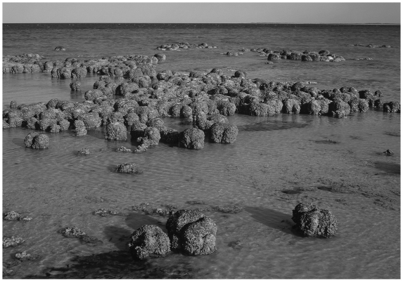 Stromatolites are layered structures produced by the activity of   A) dinosaurs. B) methanogens. C) cyanobacteria D) green algae.