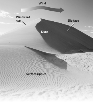 The image below is of a __________ dune.   A) transverse B) star C) longitudinal D) parabolic