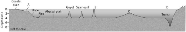 Which location is the passive continental margin on the image below?   A) A B) B C) C D) D
