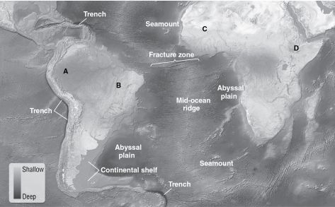 In the figure below, which letter represents the active continental margin?   A) A B) B C) C D) D