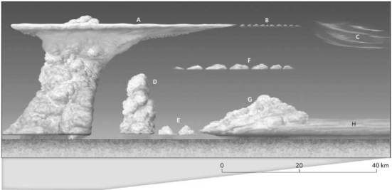 Label the cloud types in the images below using the word bank provided.     cumulonimbus	cumulus congestus stratus	cirrocumulus cirrus	altocumulus cumulus	nimbostratus
