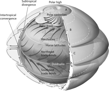 Identify and label the Hadley, Ferrel, and polar cells on the diagram below.   A) Hadley cell = A, Ferrel cell = B, polar cell = C B) Hadley cell = C, Ferrel cell = B, polar cell = A C) Hadley cell = B, Ferrel cell = A, polar cell = C D) Hadley cell = A, Ferrel cell = C, polar cell = B