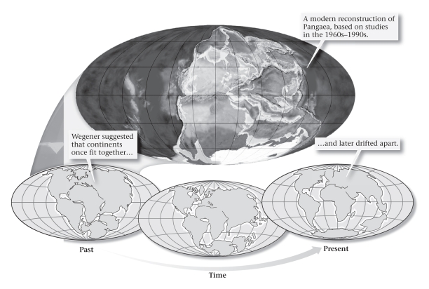 Wegener proposed continental drift after he observed evidence from fossils,glacial deposits,and the fit of the continents that suggested all of the continents were once ____________.   A) aligned north to south along the prime meridian during the Late Cenozoic B) aligned east to west along the equator during the Late Mesozoic through the Cenozoic C) combined to form a supercontinent (he termed Rodinia) in the Proterozoic D) combined to form a supercontinent (he termed Pangaea) in the Late Paleozoic through the Mesozoic