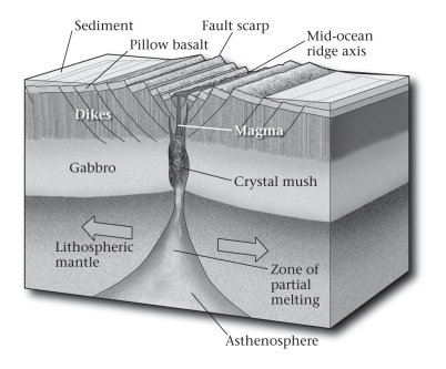 As compared to a slowly spreading mid-ocean ridge,a rapidly spreading ridge is ____________.   A) wider B) narrower C) more silicic in lava composition