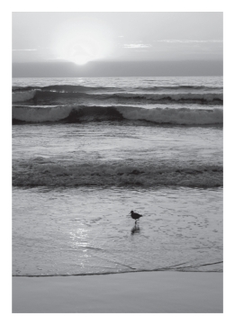 Waves cause beach sand to be ____________. A) well rounded B) poorly sorted C) well sorted D) A and B are both correct. E) A and C are both correct.