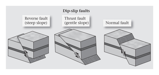 In a ____________ fault,the fault plane is greater than 35° from horizontal and the hanging-wall block moves upward relative to the footwall block.   A) detachment B) normal C) reverse D) thrust