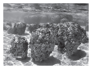 Stromatolites are layered structures produced by the activity of ____________.   A) dinosaurs B) methanogens C) cyanobacteria D) green algae