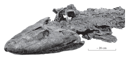The fossil fish Tiktaalik made headlines in 2005 because it ____________.   A) was preserved with a hook in its mouth and represents the oldest evidence of human fishing B) was the largest shark ever recovered from the fossil record C) represents a transitional form between more typical bony fish and terrestrial vertebrates D) was found alive in the modern deep ocean;previously,the fish was thought to be extinct
