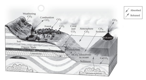 The figure below shows a variety of processes that are part of the global carbon cycle.Which of the following three chemicals besides CO₂ are shown as part of the carbon cycle?   A) CO (carbon monoxide) ,C (graphite or diamond) ,and CO₃ (carbon trioxide)  B) CH₄ (methane) ,O₃ (ozone) ,and C (graphite or diamond)  C) CH₄ (methane) ,HCO₃- (bicarbonate) ,and CaCO₃ (calcite)  D) CO (carbon monoxide) ,CO₃ (carbon trioxide) ,and CaCO₃ (calcite) 