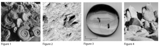 Which of the following would NOT be considered a fossil?   A)  Figure 1 B)  Figure 2 C)  Figure 3 D)  Figure 4