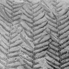 The following picture is of what type of fossil?   A)  carbonized impression B)  dried body fossil C)  mold or cast D)  permineralized organism