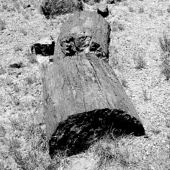 The following is an example of what type of fossil?   A)  trace fossil B)  permineralized organism C)  carbonized impression D)  mold or cast fossil
