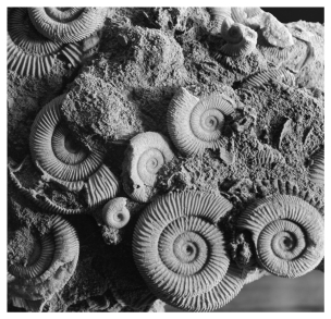 What type of fossil is shown in the picture below?   A)  impressions B)  mold fossils C)  cast fossils D)  trace fossils