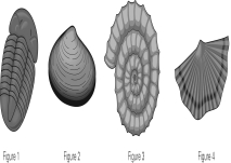 Which of the following is a brachiopod?   A)  Figure 1 B)  Figure 2 C)  Figure 3 D)  Figure 4