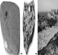 What are the steps needed to progress through the different rocks in the pictures below?   A)  erosion and deposition of sediments in ocean à rocks subducted à rocks melted and cooled underground à uplift and exposure of rocks à erosion of rocks B)  erosion and deposition of sediments in ocean à rocks subducted à rocks melted and cooled above ground à uplift and exposure of rocks à erosion of rocks C)  erosion and deposition of sediments in ocean à rocks subducted à rocks subjected to high heat and pressure à uplift and exposure of rocks à erosion of rocks D)  erosion and deposition of sediments in ocean à rocks subducted à rocks melted and cooled underground à erosion of rocks