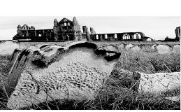 What type of weathering is shown in the following picture?   A)  salt wedging B)  frost wedging C)  dissolution D)  hydration