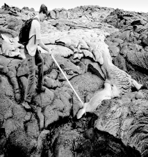 What type of rock is being formed in the picture?   A)  igneous B)  sedimentary C)  metamorphic D)  inequant