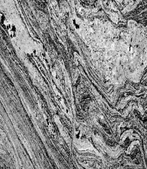 What type of rock is shown in the picture?   A)  clastic B)  sedimentary C)  igneous D)  metamorphic