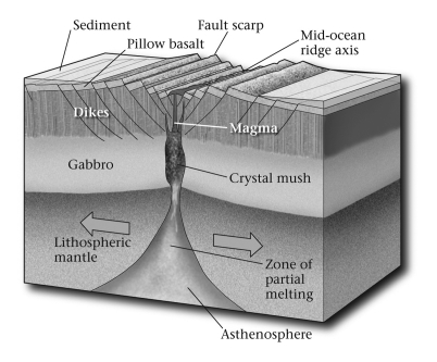 As compared to a slowly spreading mid-ocean ridge,a rapidly spreading ridge is ____________.   A)  wider B)  narrower C)  more silicic in lava composition
