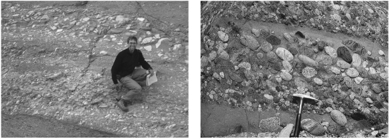 Consult the figure below.The difference between breccia and conglomerate is that conglomerate ____________.   A)  is finer grained than breccia B)  is coarser grained than breccia C)  possesses more angular grains than breccia D)  possesses more rounded grains than breccia