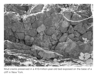 If a geologist found preserved mud cracks,he or she could conclude that the environment in which they formed ____________.   A)  was once covered in wet mud B)  was once covered in hexagonal plates of mud with curled-up edges C)  has been covered in sediment D)  All of the above are correct.